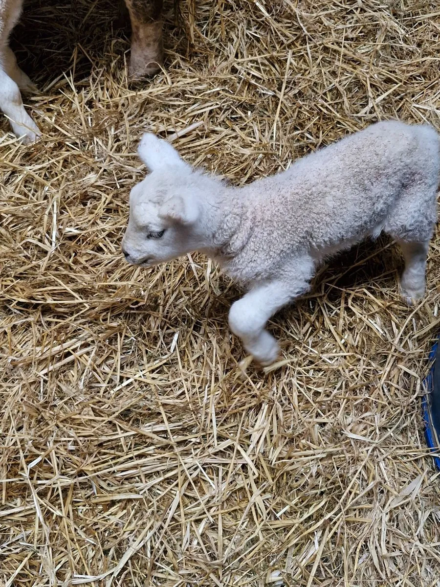 Pet Lamb - Image 2