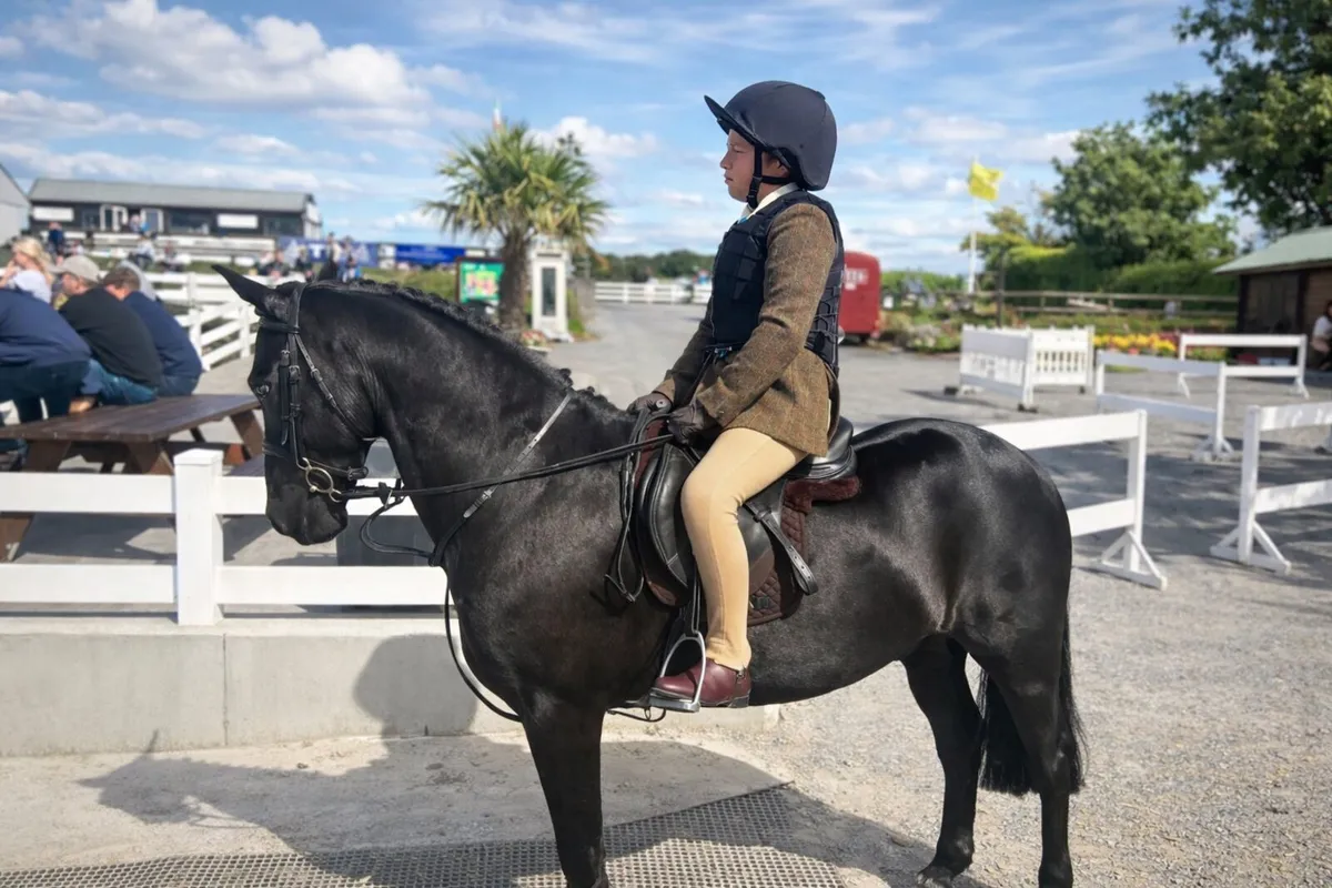 128 SJI schoolmaster / working hunter - Image 3