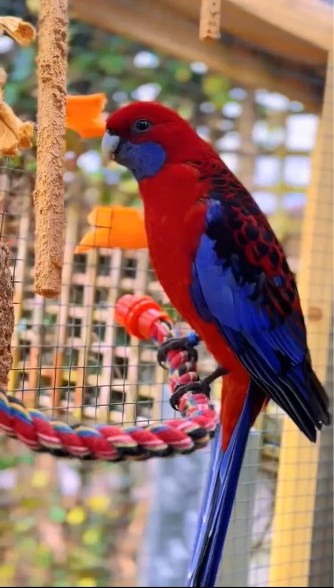 Parrot Rosella - Image 1