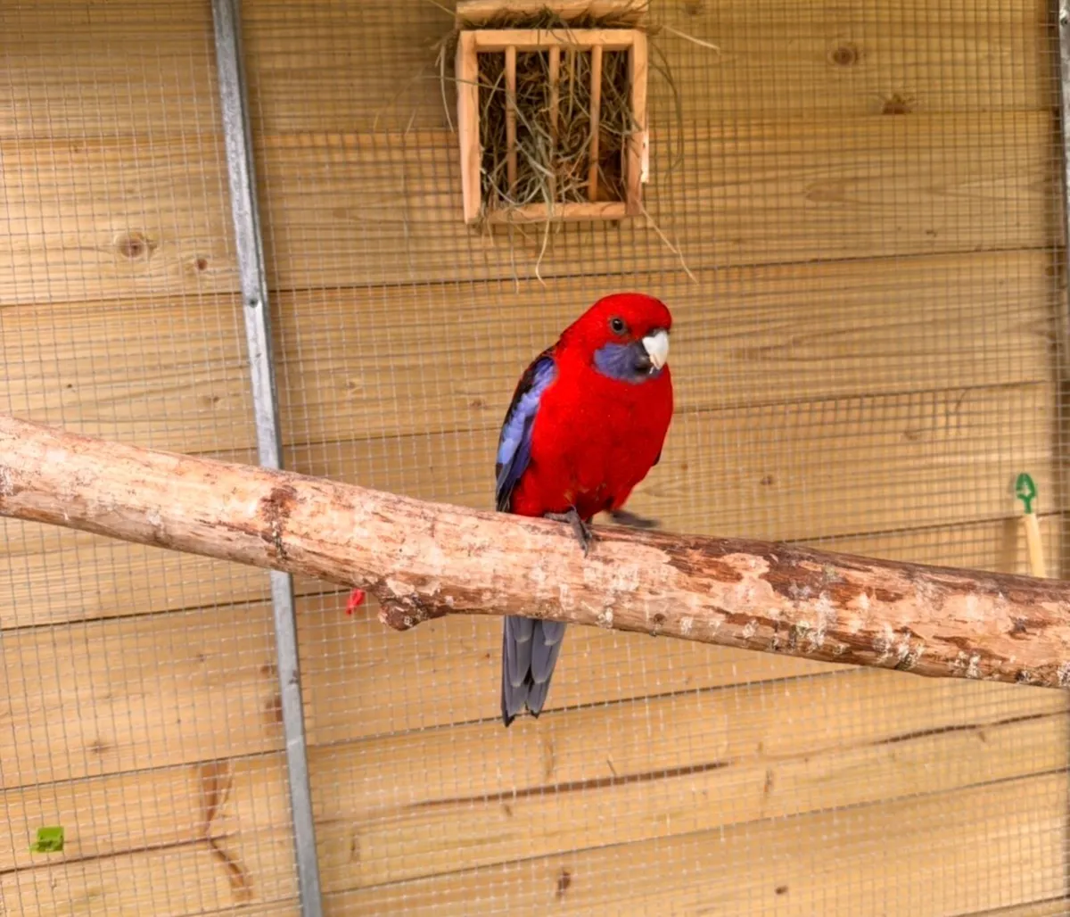 Parrot Rosella - Image 2