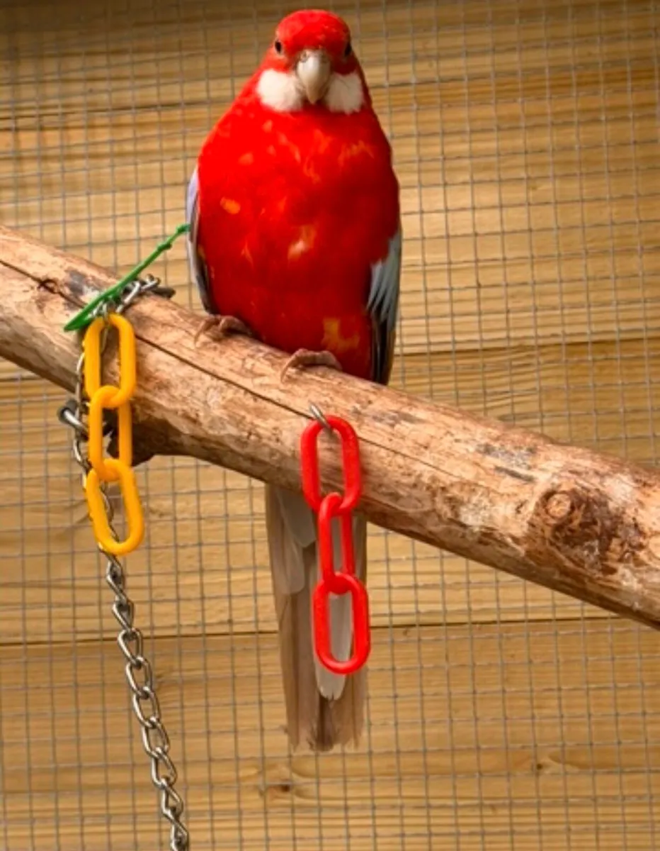 Parrot Rosella - Image 3