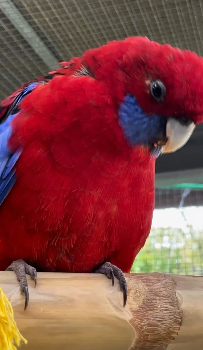 Parrot Rosella - Image 4
