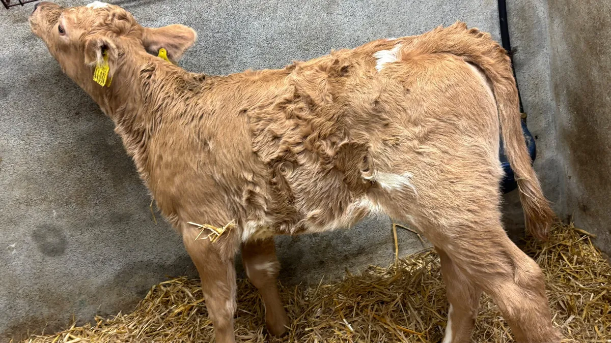 Super Golden Charolais Heifer Calf - Image 2