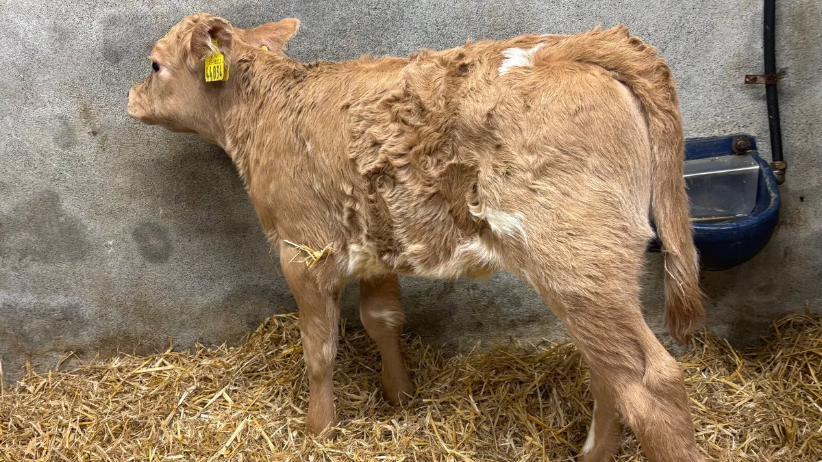 Super Golden Charolais Heifer Calf - Image 1