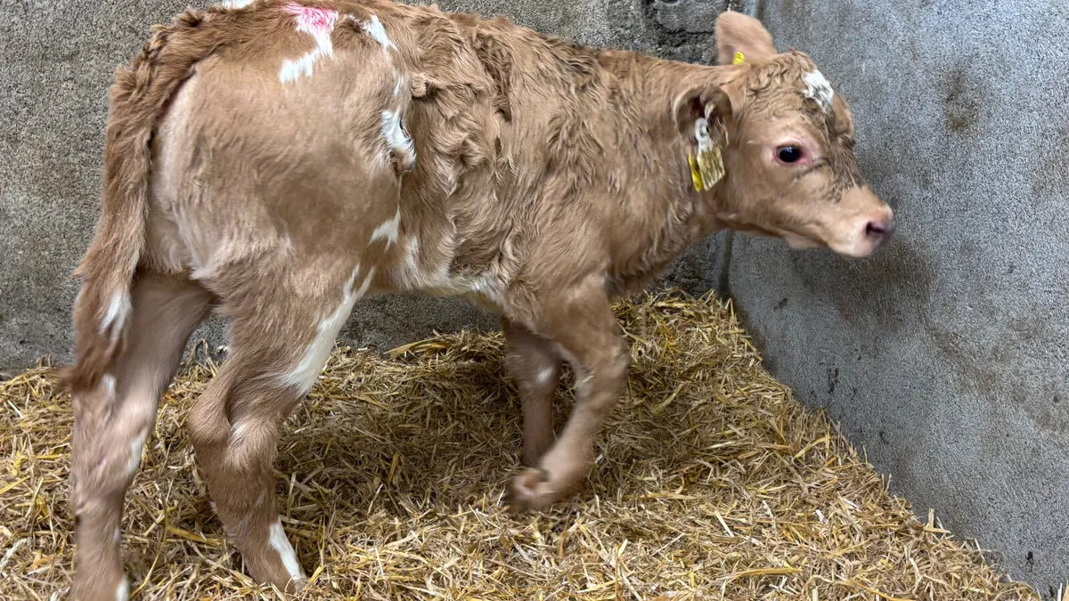 Super Golden Charolais Heifer Calf - Image 4