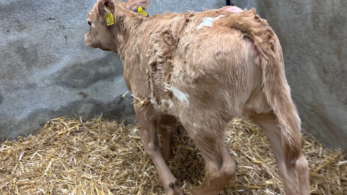 Super Golden Charolais Heifer Calf - Image 3