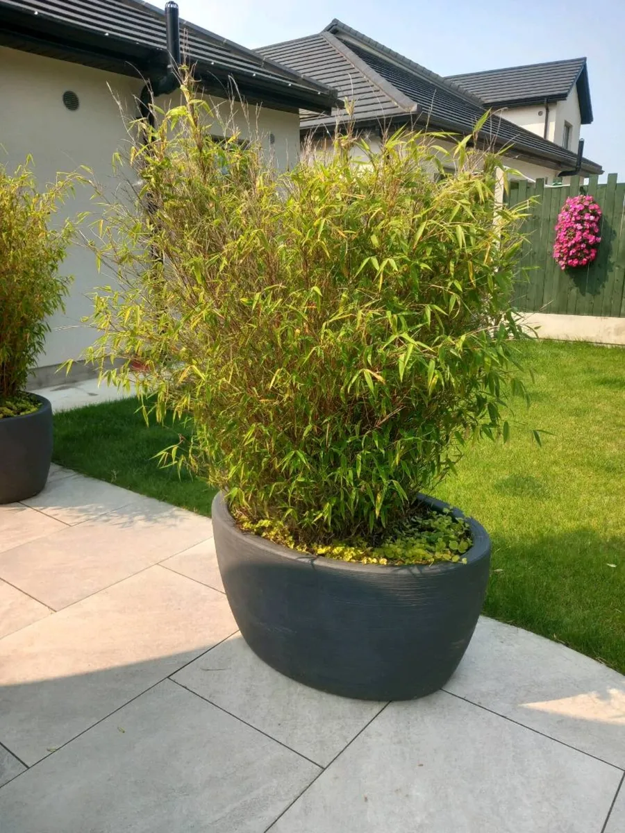 Bamboo plant - Image 2