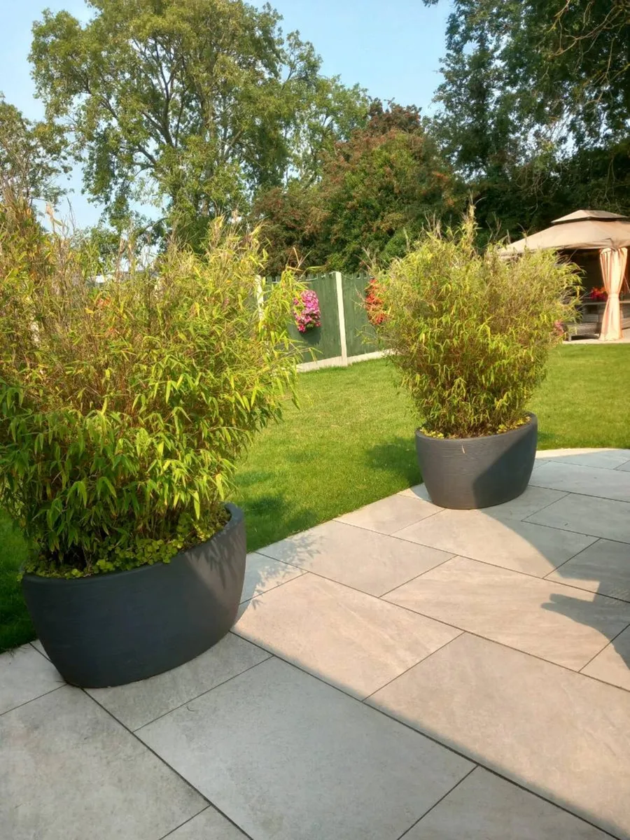 Bamboo plant - Image 3