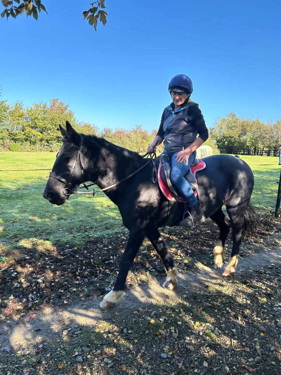 14 hands Cob for sale - Image 2