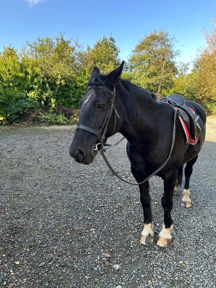14 hands Cob for sale - Image 3
