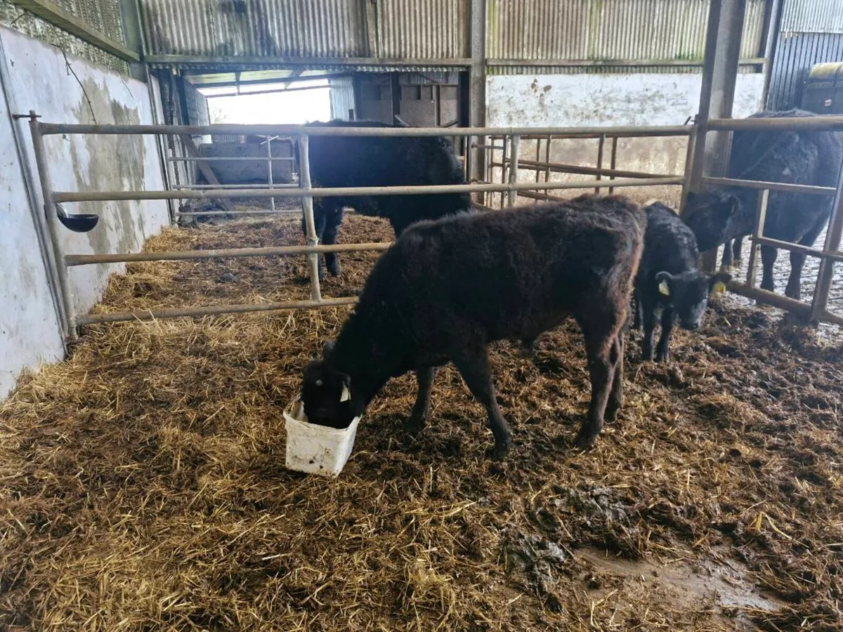 Bull calfs - Image 3