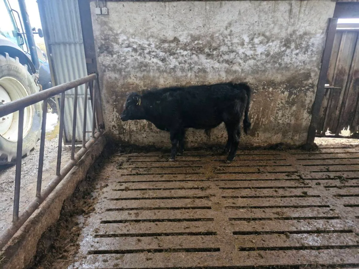 Bull calfs - Image 4