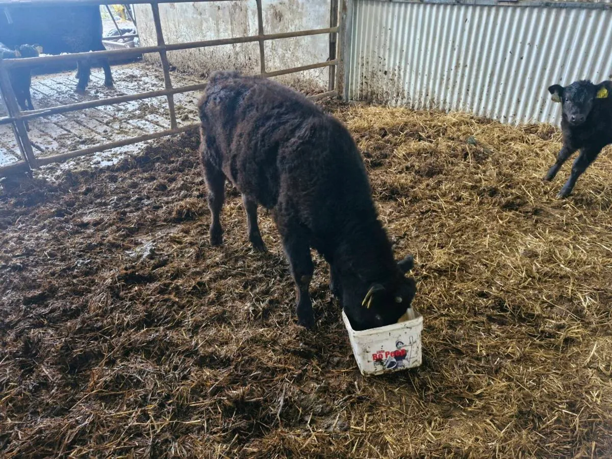 Bull calfs - Image 1