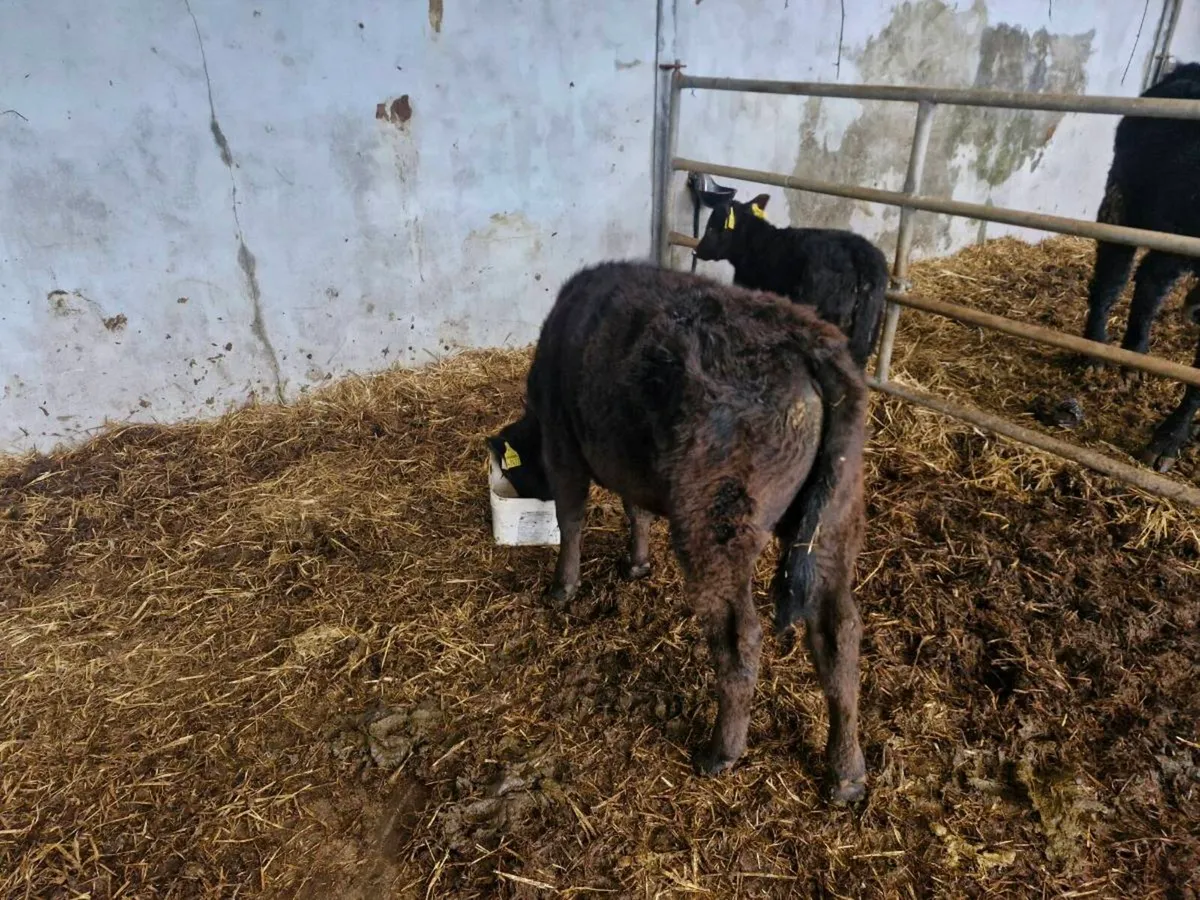 Bull calfs - Image 2