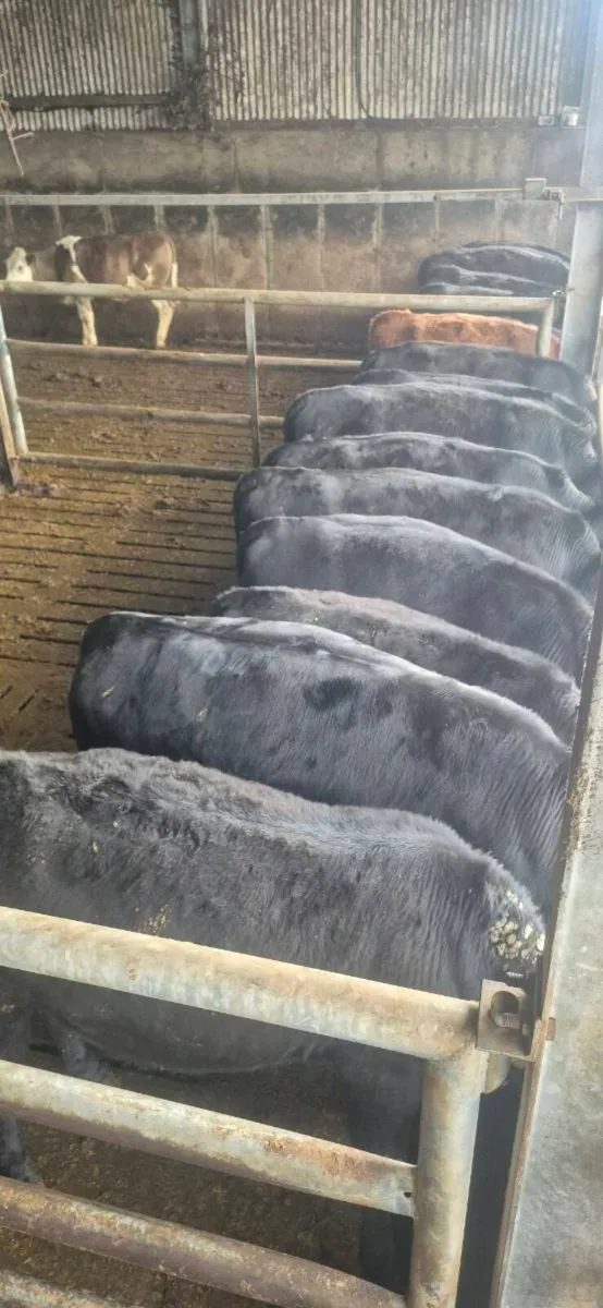 19 Quality Yearling Heifers - Image 1