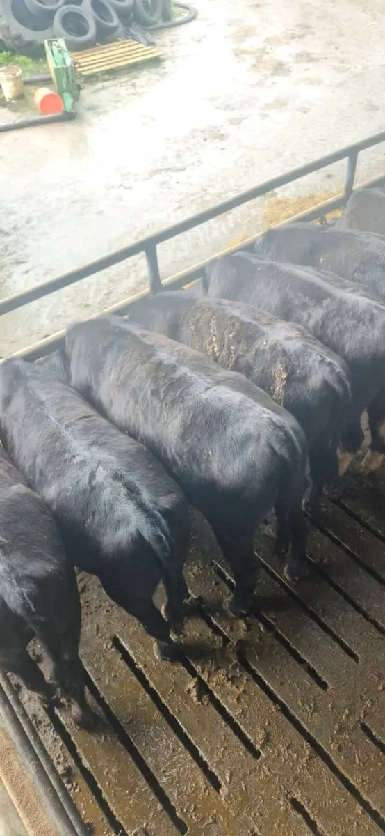 19 Quality Yearling Heifers - Image 2