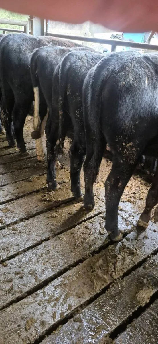 19 Quality Yearling Heifers - Image 4