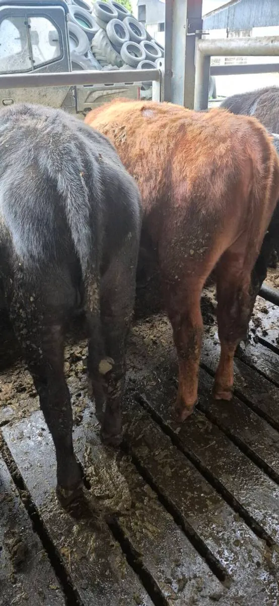 19 Quality Yearling Heifers - Image 3