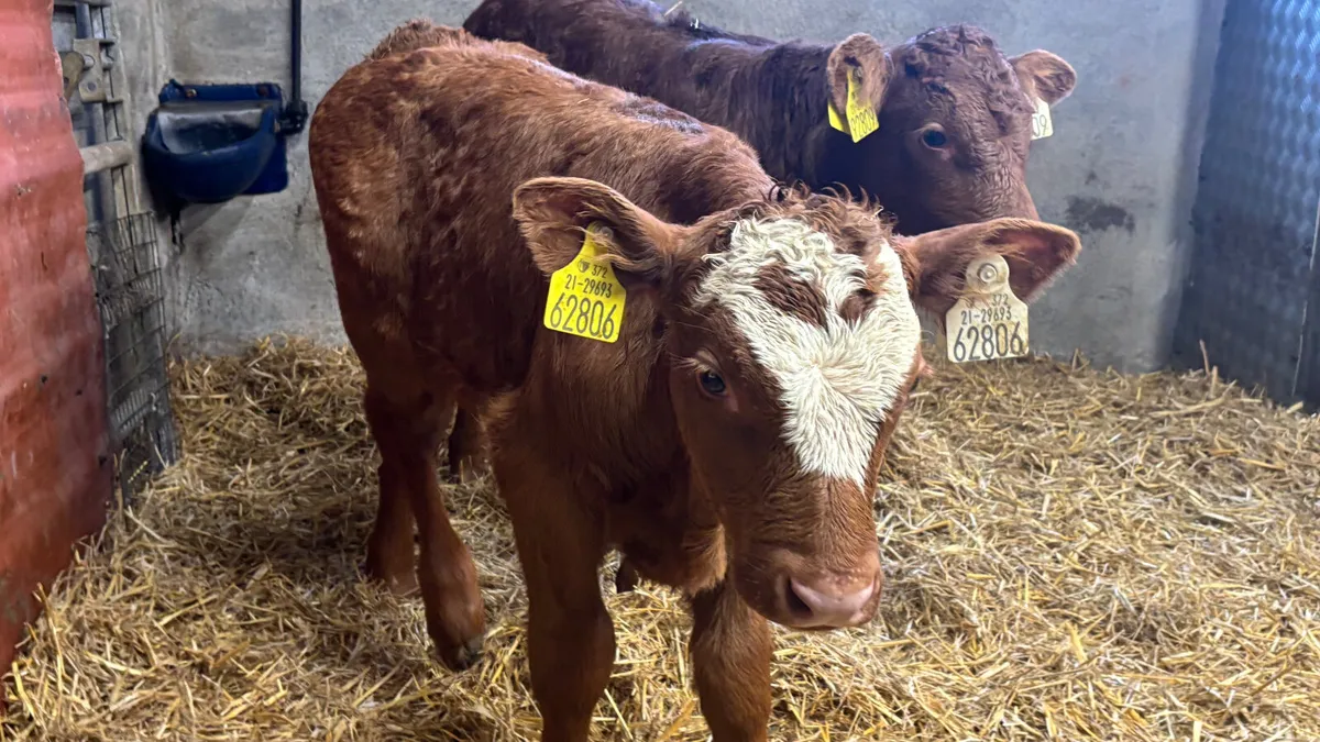2 Super Red Limousin Bull Calves - Image 4