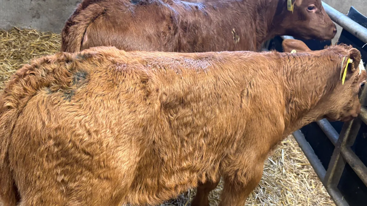 2 Super Red Limousin Bull Calves - Image 2