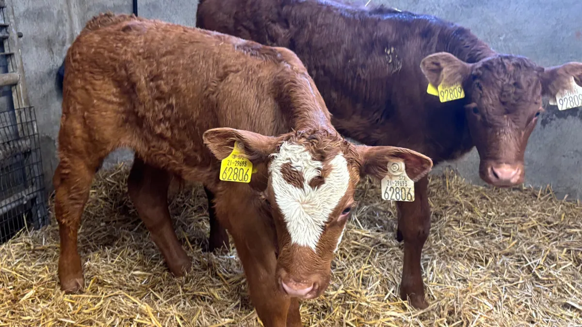2 Super Red Limousin Bull Calves - Image 3