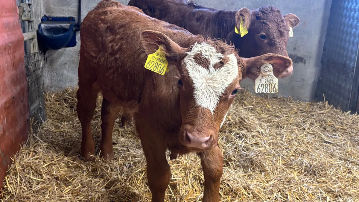 2 Super Red Limousin Bull Calves - Image 1