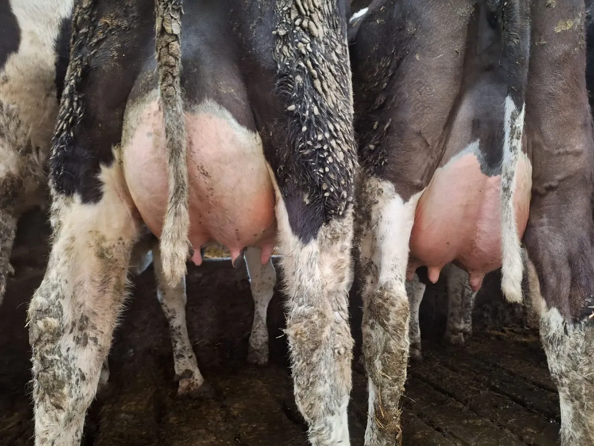 Grenan British Friesians - Image 1