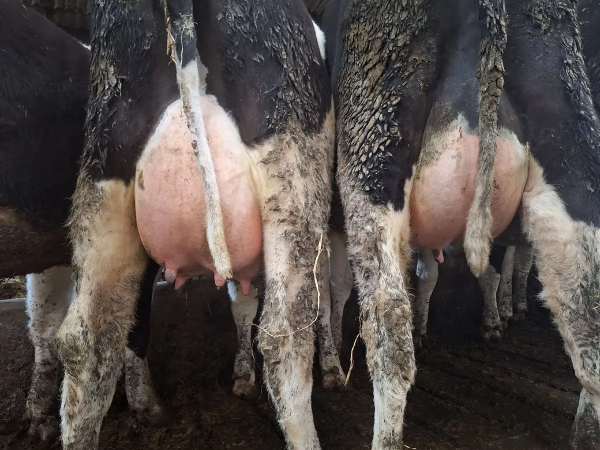 Grenan British Friesians - Image 3