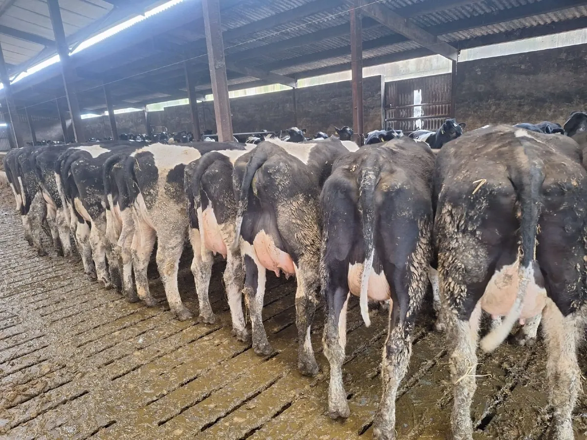 Grenan British Friesians - Image 2