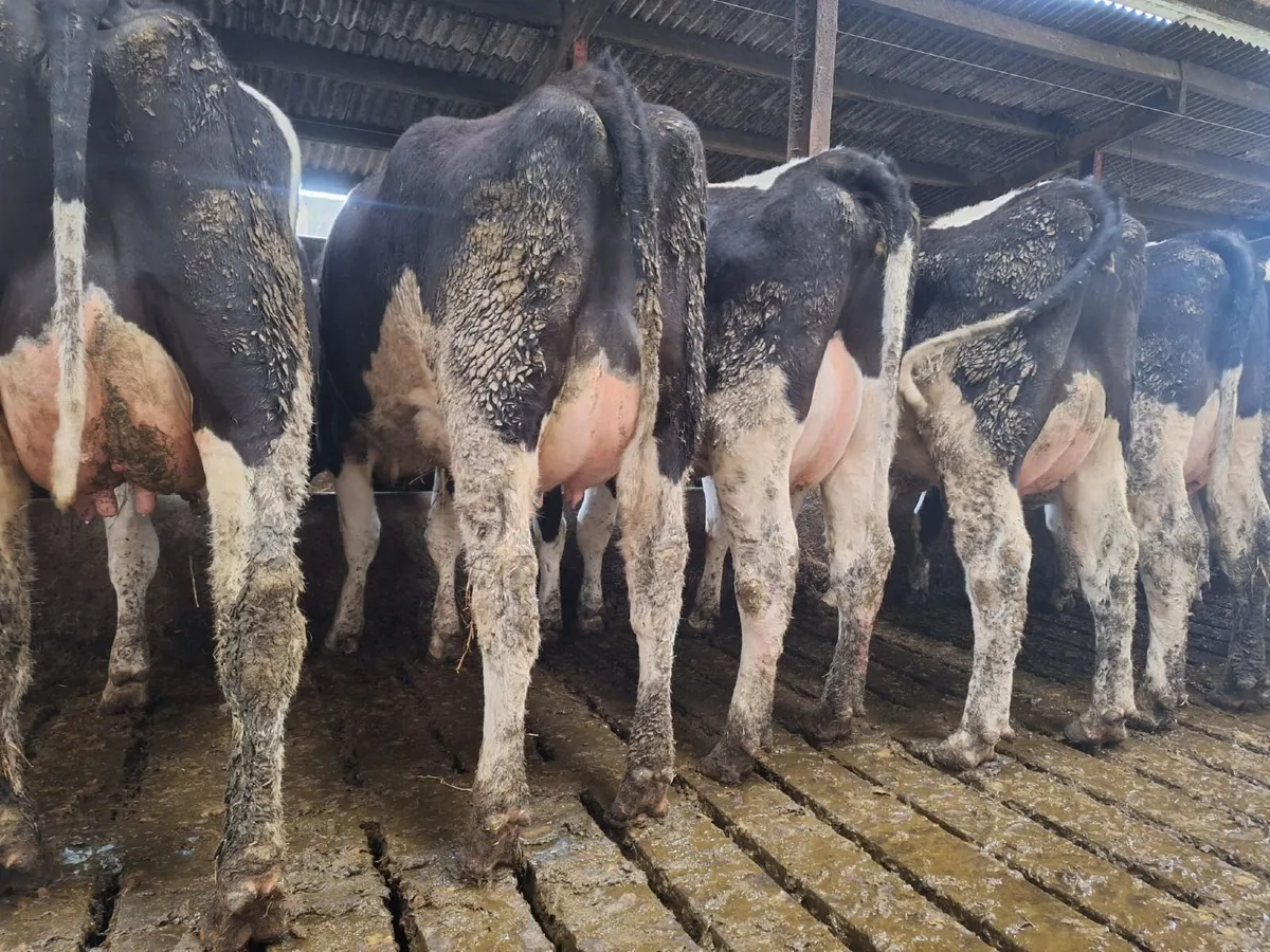 Grenan British Friesians - Image 4