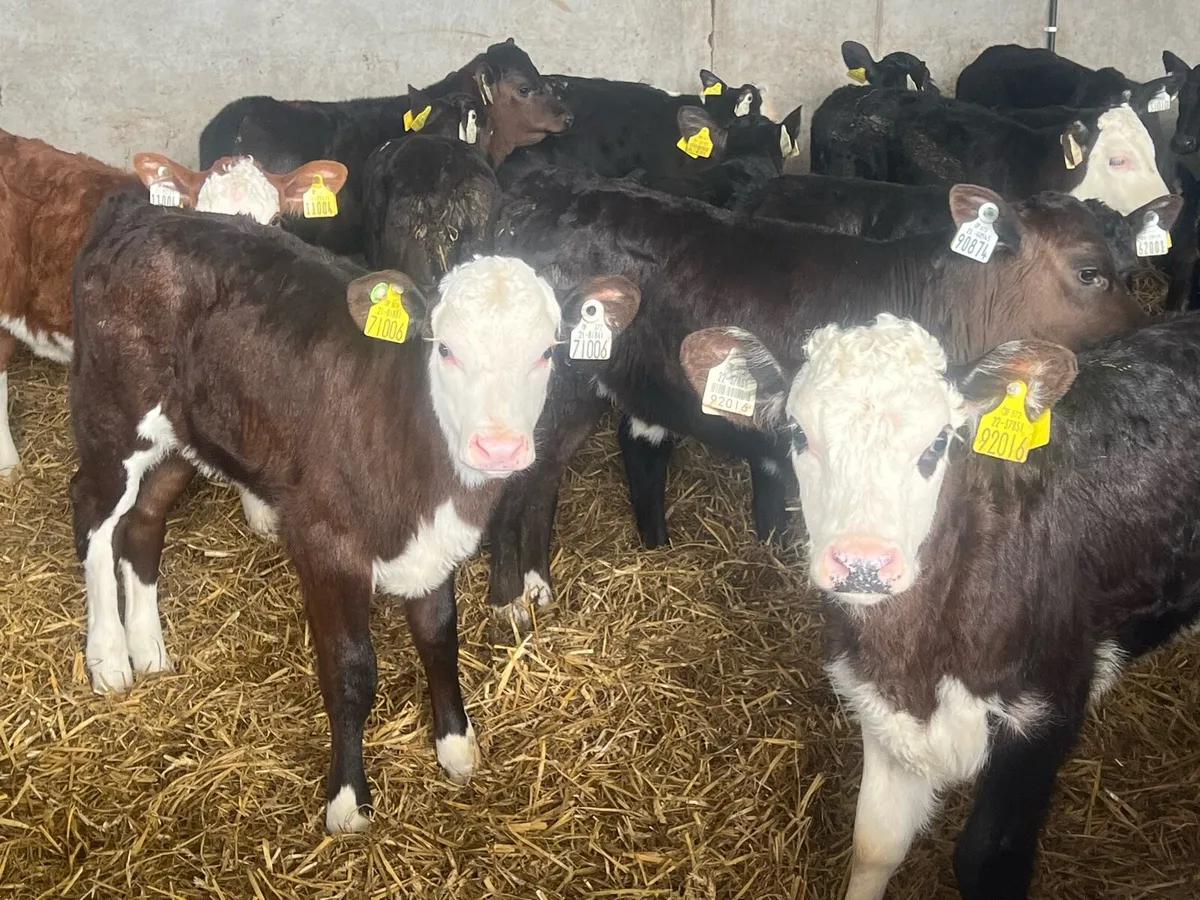 26 NEAR REARED HEREFORD AND ANGUS HEIFERS - Image 2