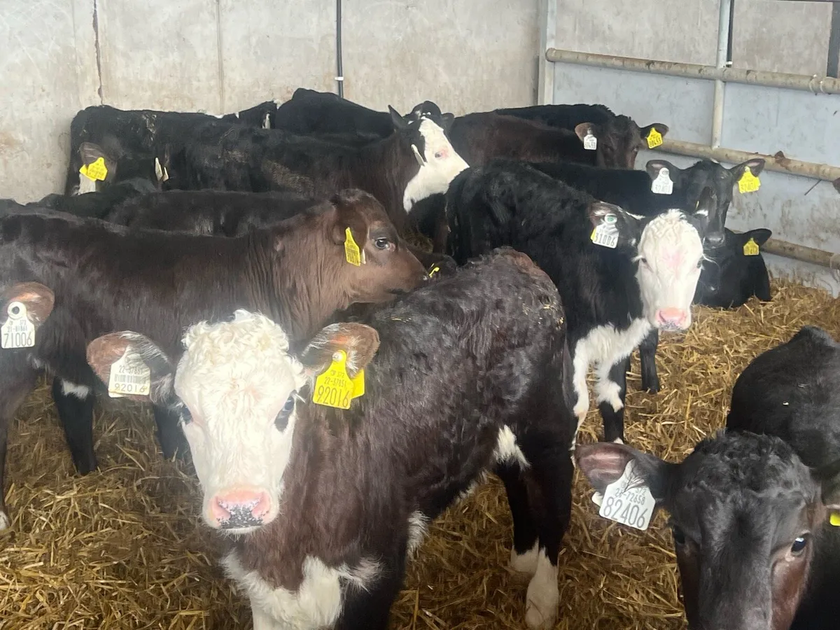 26 NEAR REARED HEREFORD AND ANGUS HEIFERS - Image 3