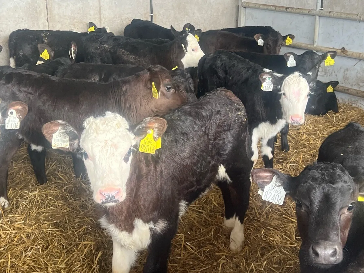 26 NEAR REARED HEREFORD AND ANGUS HEIFERS - Image 4