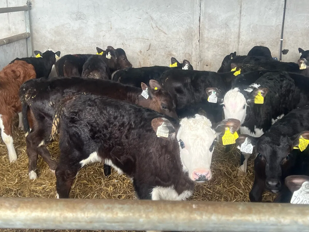 26 NEAR REARED HEREFORD AND ANGUS HEIFERS - Image 1
