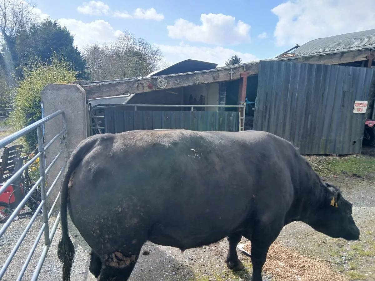 Pedigree angus bull - Image 3
