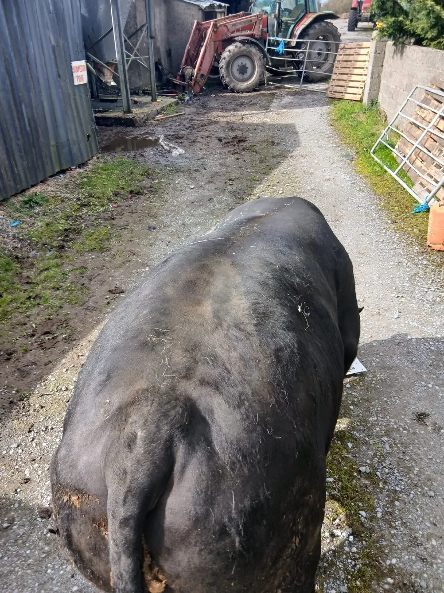 Pedigree angus bull - Image 4