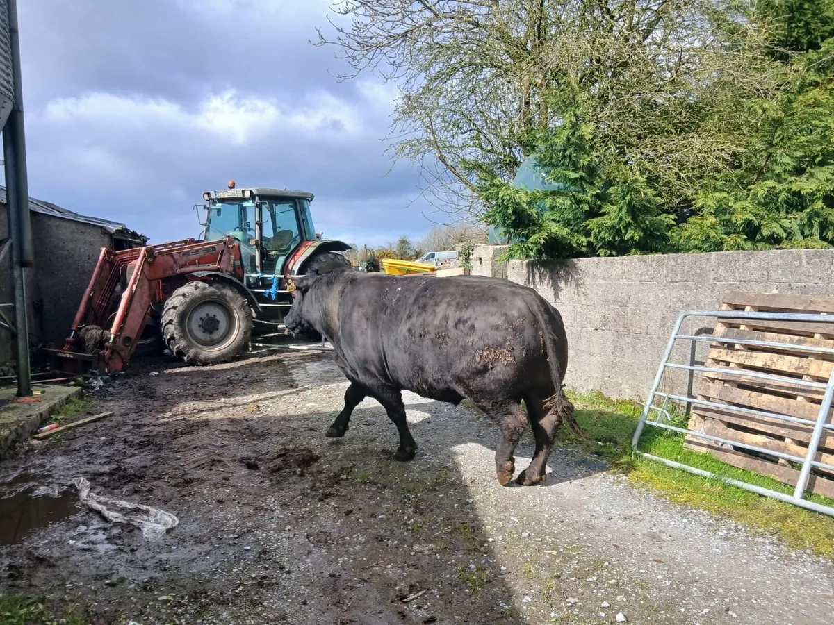 Pedigree angus bull - Image 1