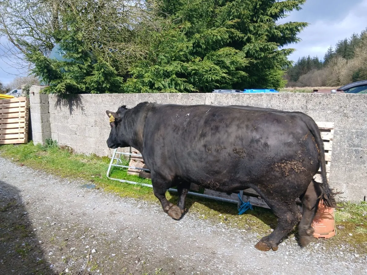 Pedigree angus bull - Image 2