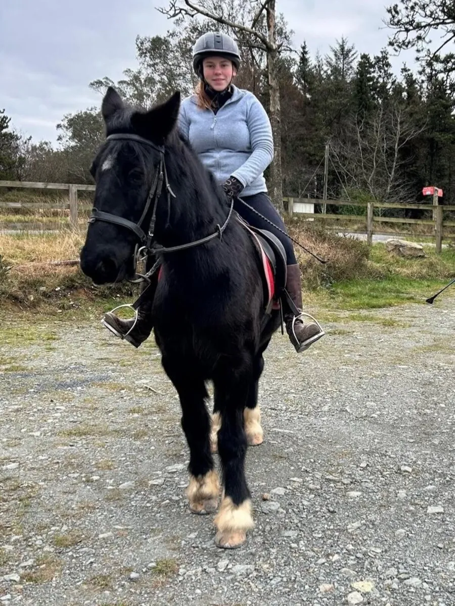 14 hands Cob for sale - Image 4