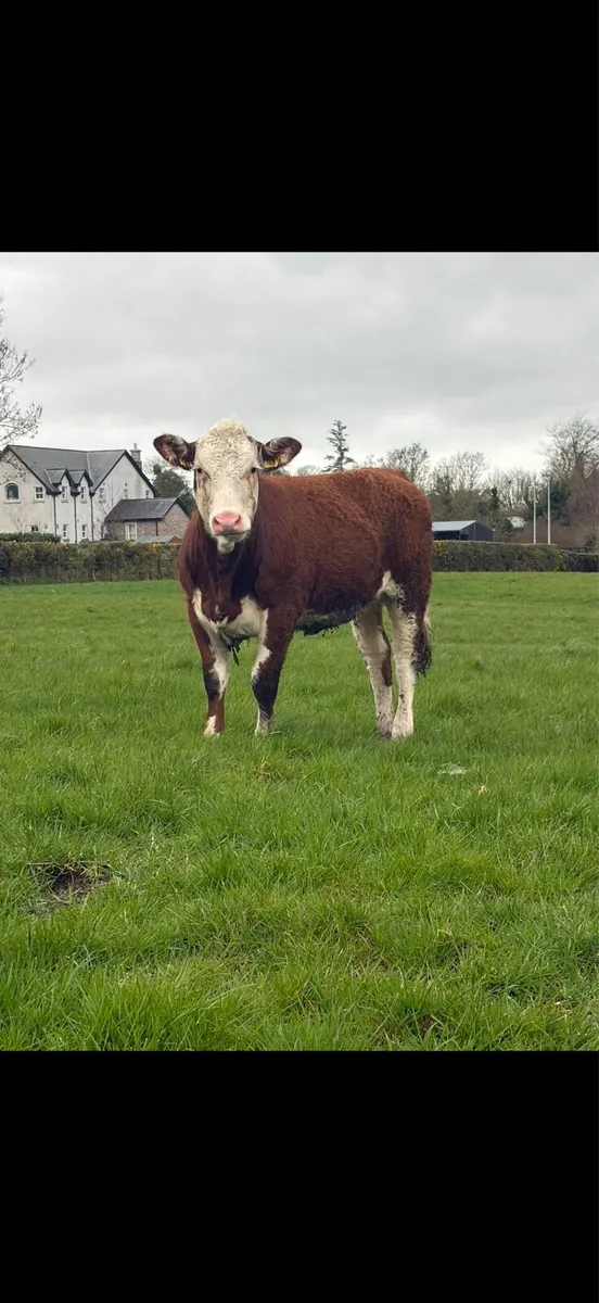 Great value Hereford heifer - Image 2