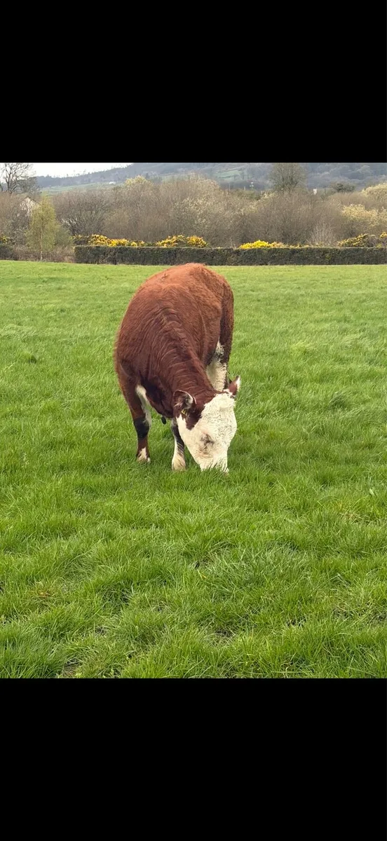 Great value Hereford heifer - Image 3