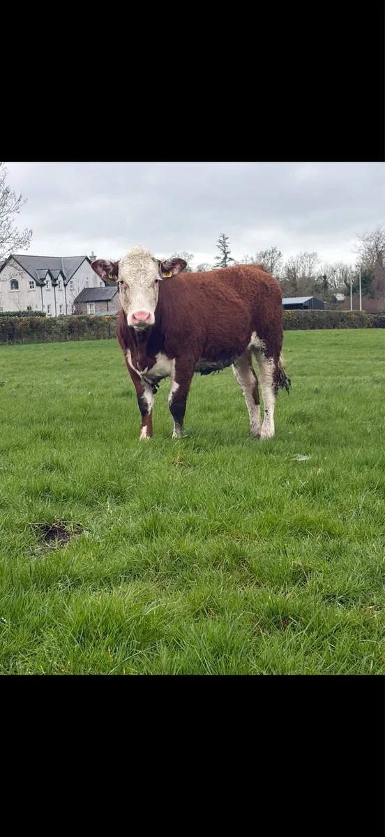 Great value Hereford heifer - Image 4