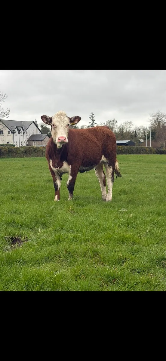 Great value Hereford heifer - Image 1