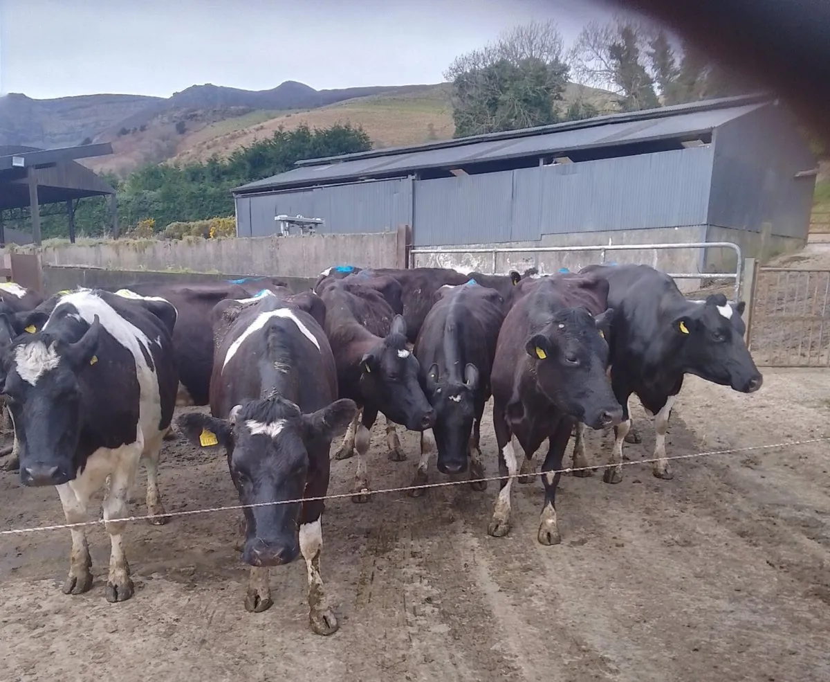 10 Friesian Cows for Sale - Image 2