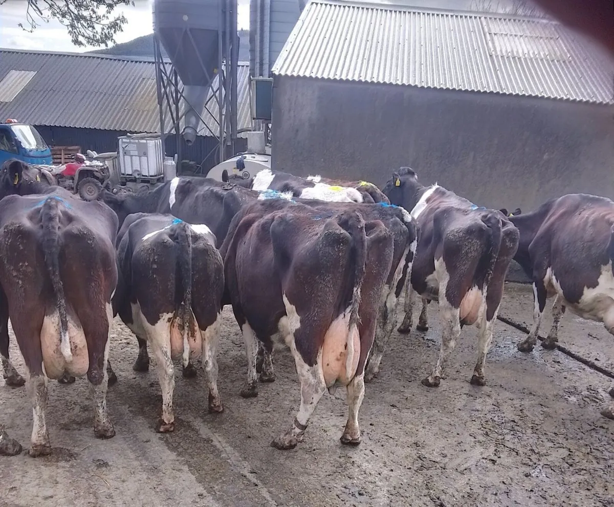 10 Friesian Cows for Sale - Image 3