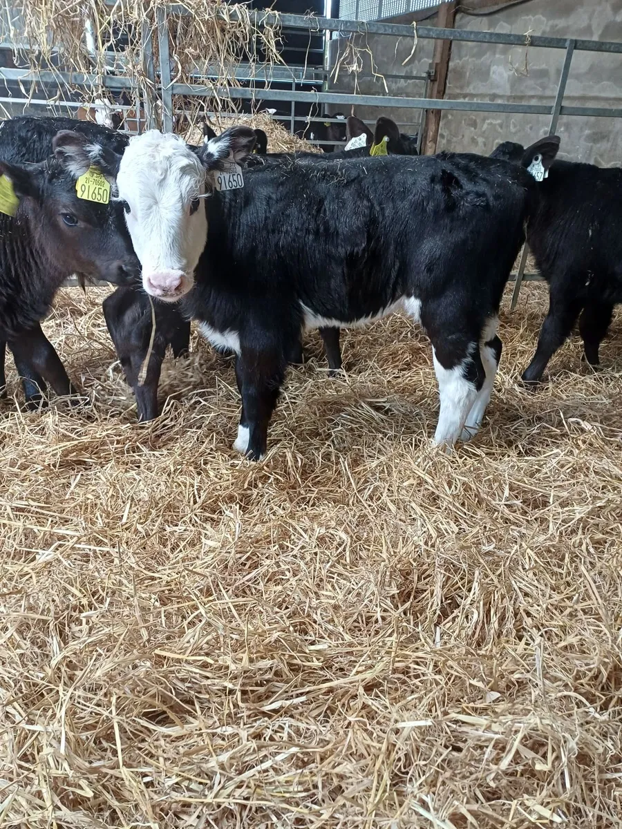 Organic calves - Image 1