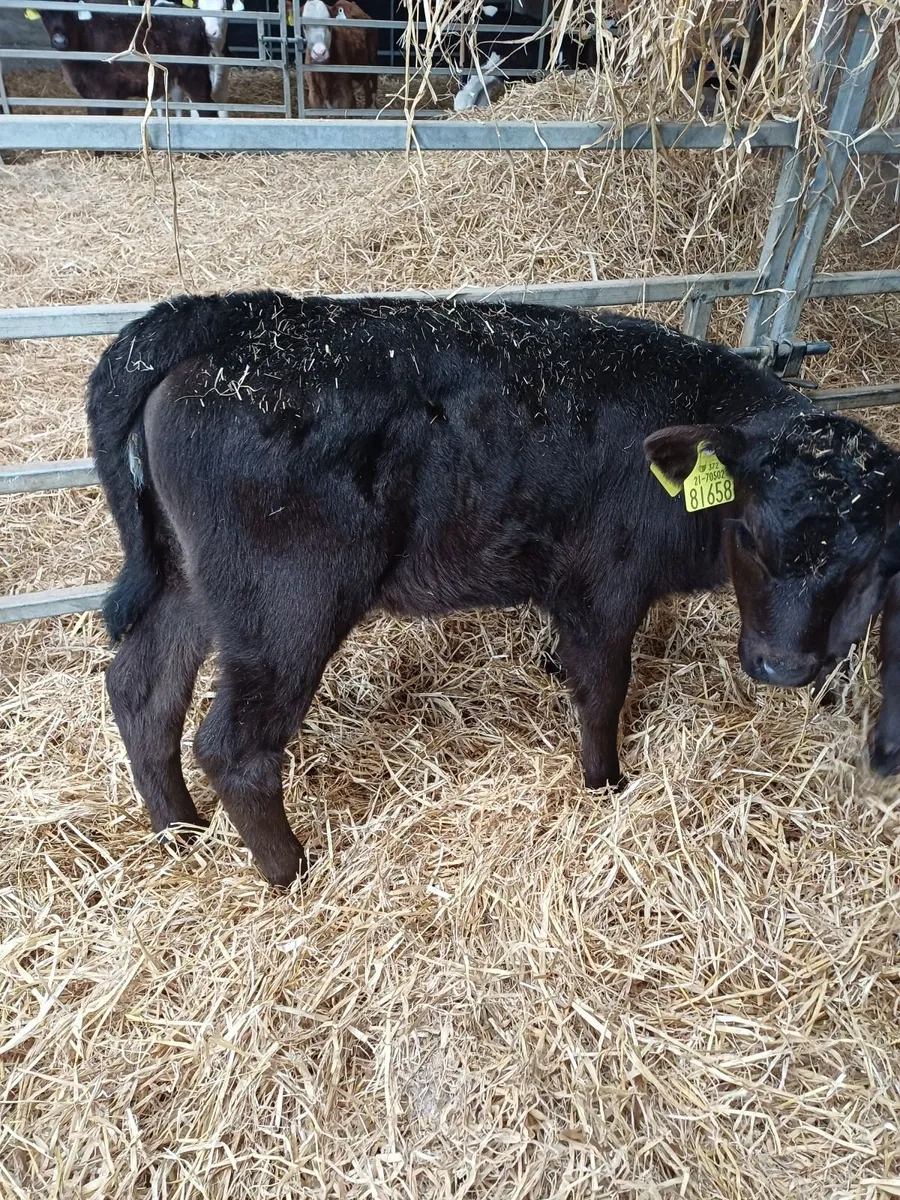 Organic calves - Image 2