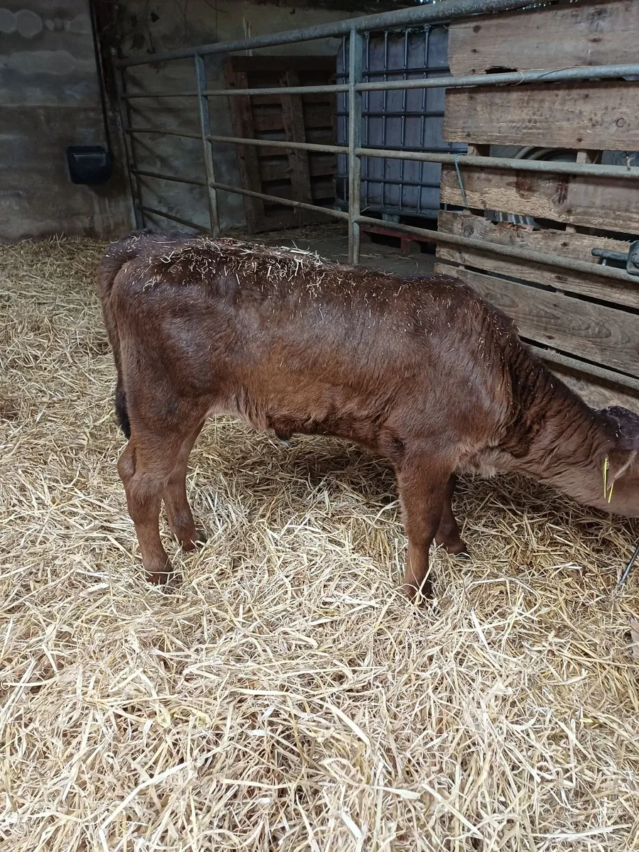 Organic calves - Image 3