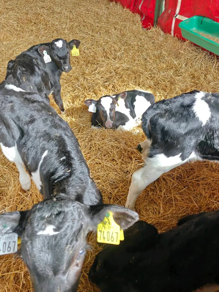 FR bull calves - Image 1
