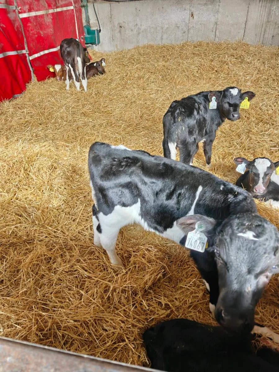 FR bull calves - Image 2